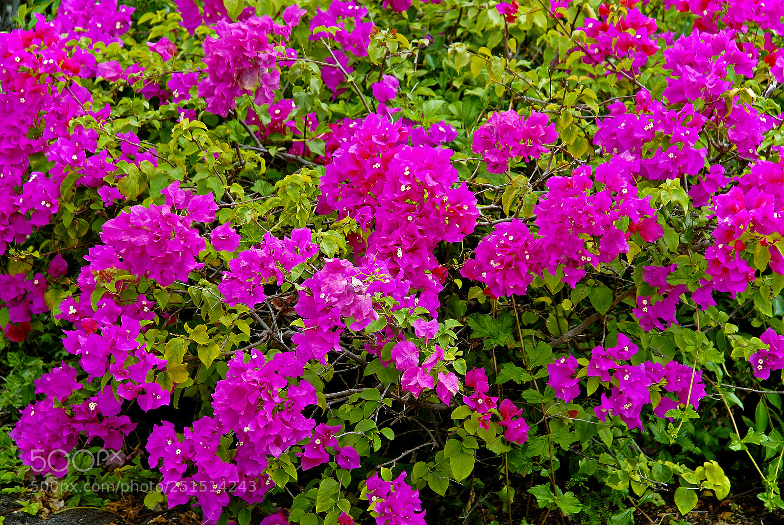 Nikon D200 sample photo. Bougainvillea and foliage ii photography