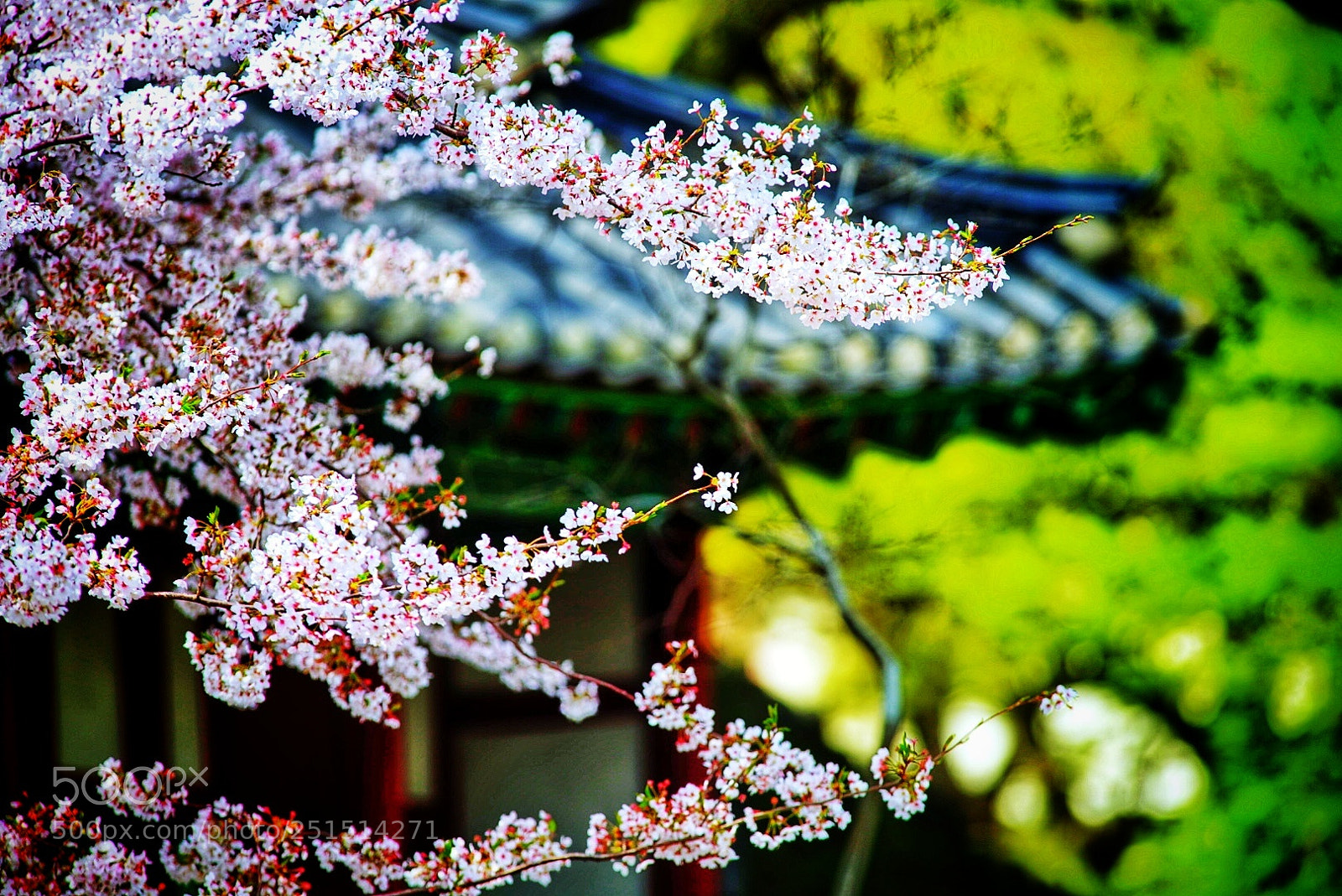 Sony a7R II sample photo. O hyun dan spring photography