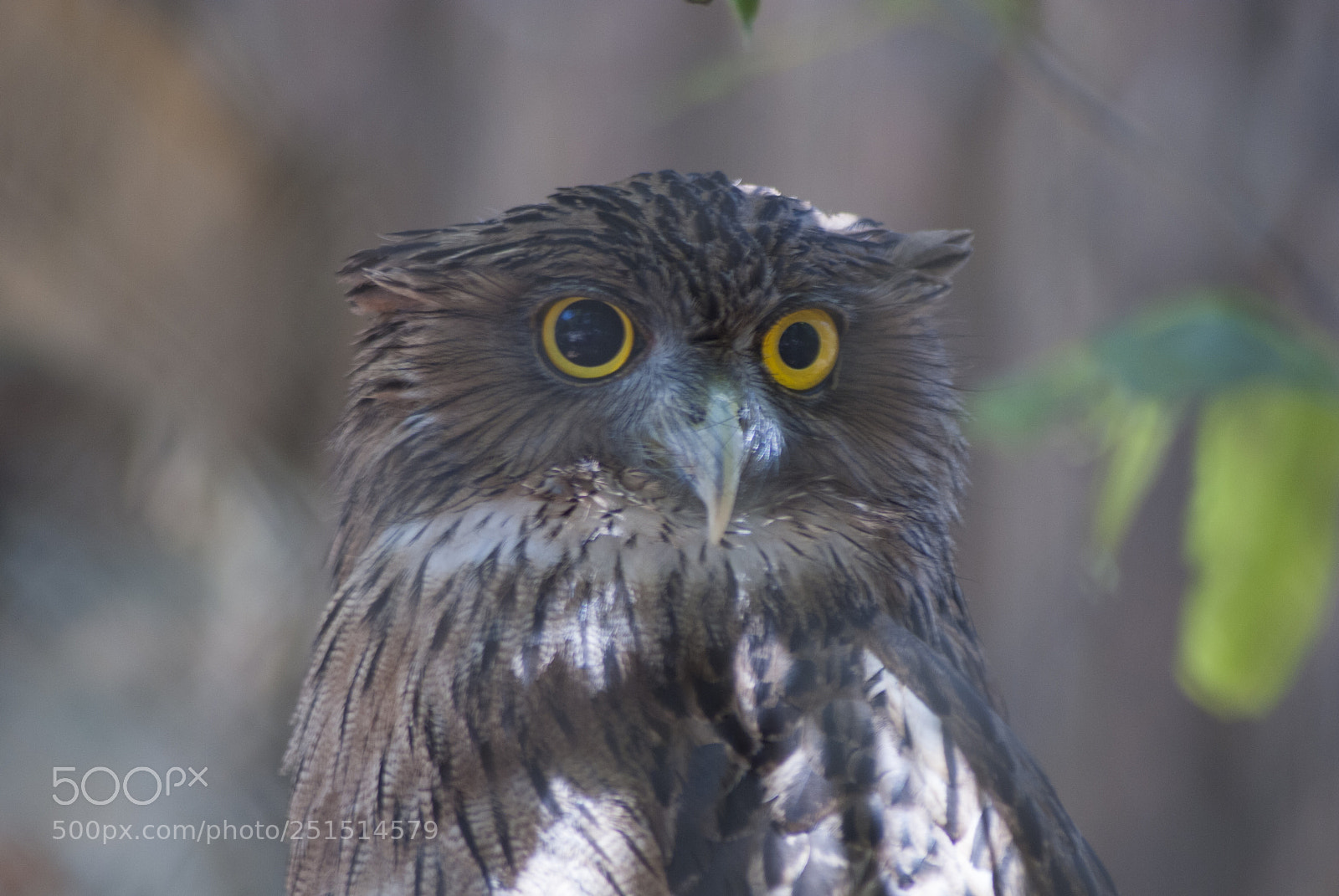 Nikon D60 sample photo. Owl at zoo photography
