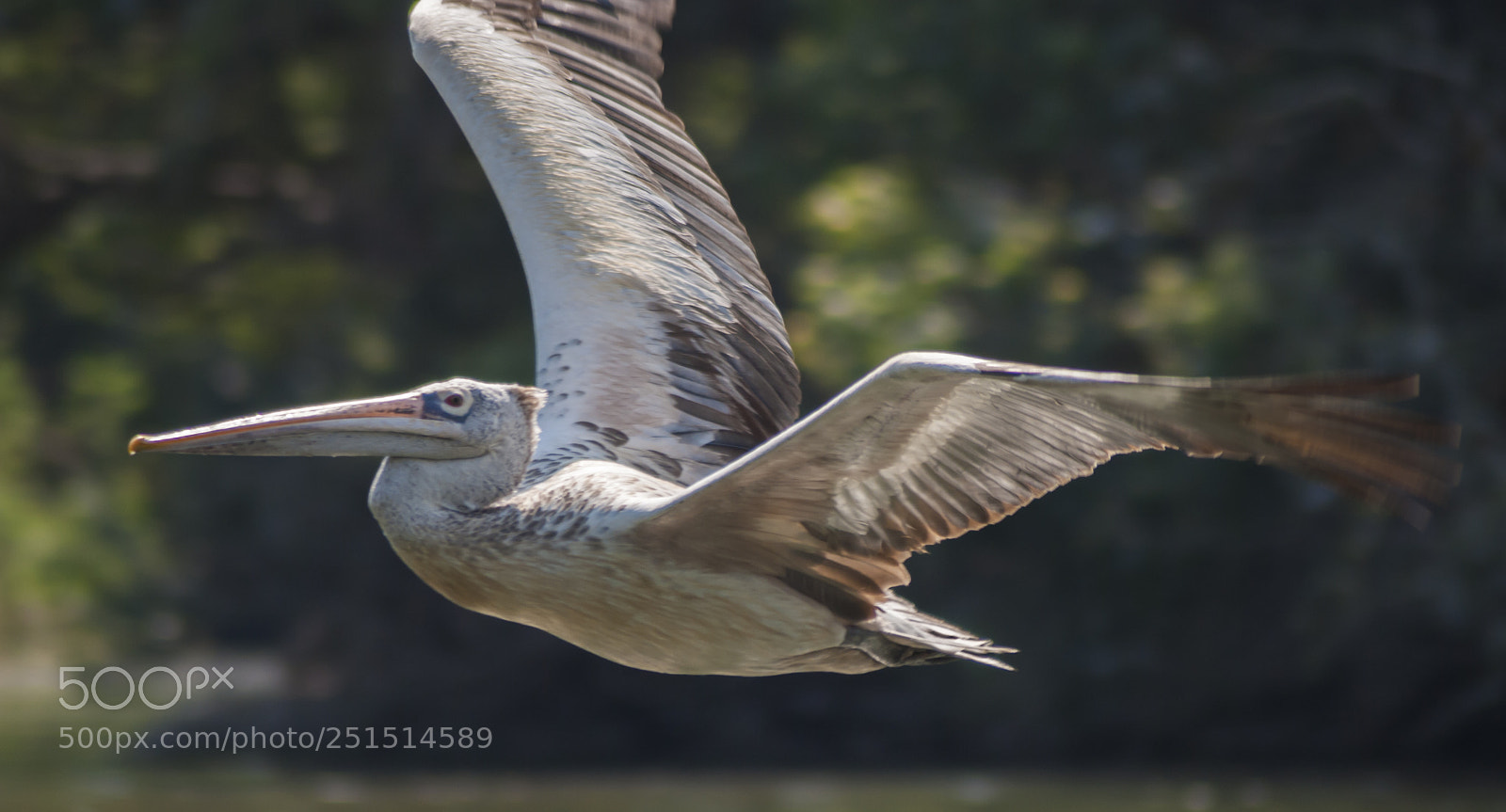 Nikon D60 sample photo. Pelican in flight photography