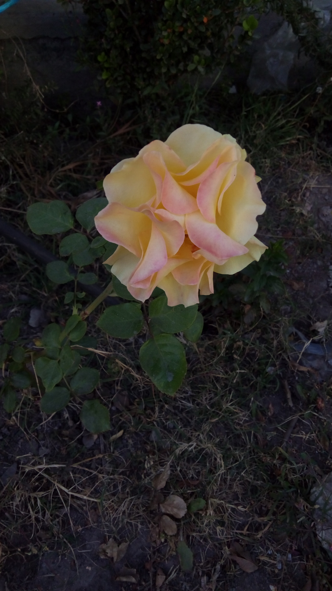 ZTE BLADE V6 sample photo