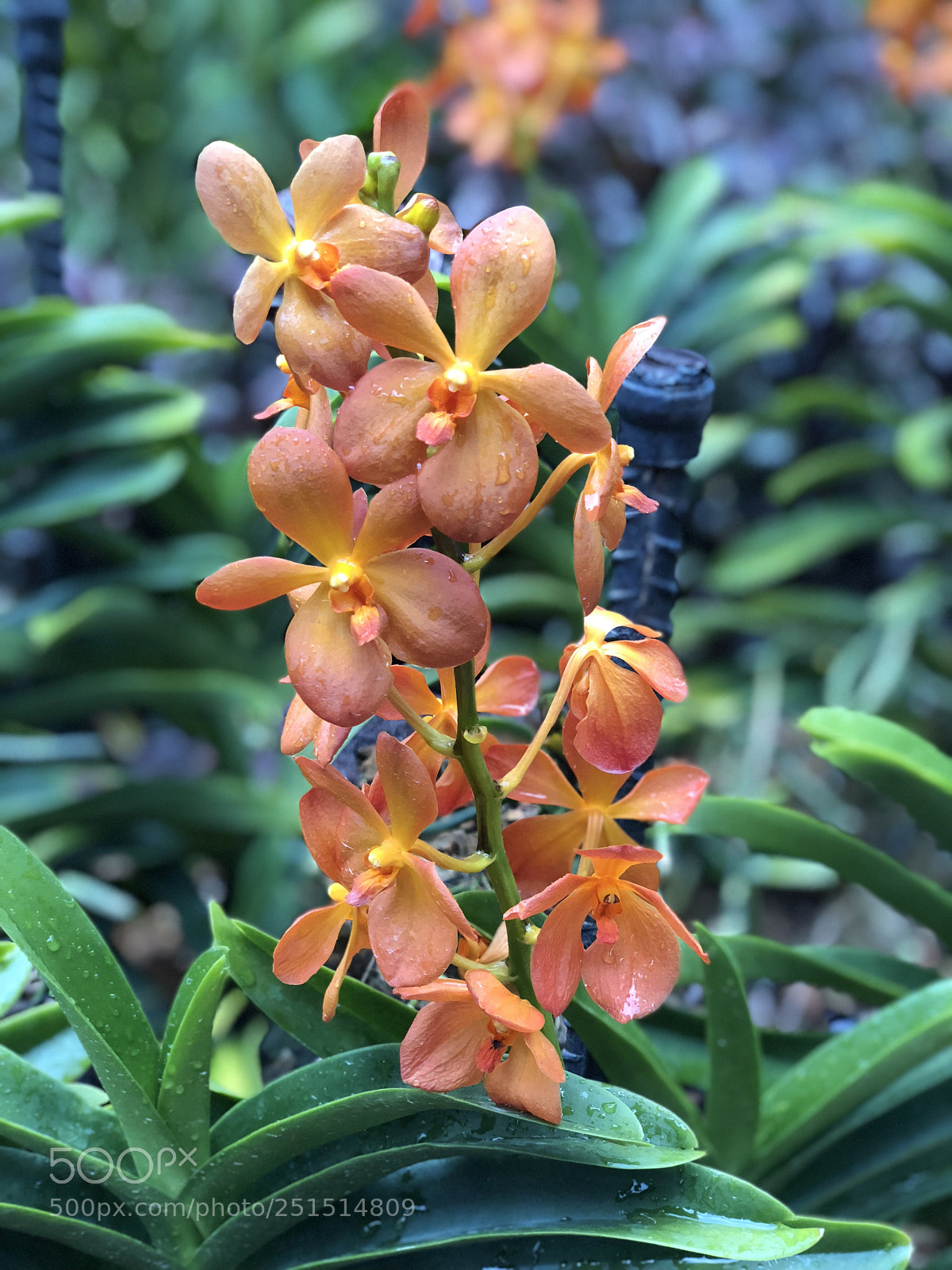 Apple iPhone X sample photo. The orchid photography