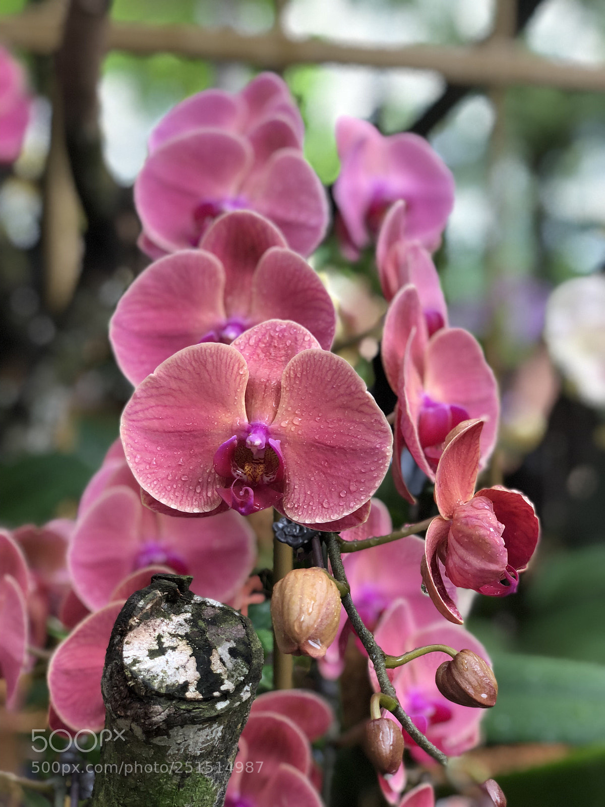 Apple iPhone X sample photo. The orchid photography