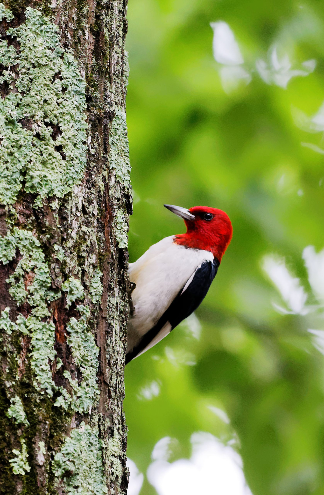 Canon EF 100-400mm F4.5-5.6L IS USM sample photo. Red-headed woodpecker photography