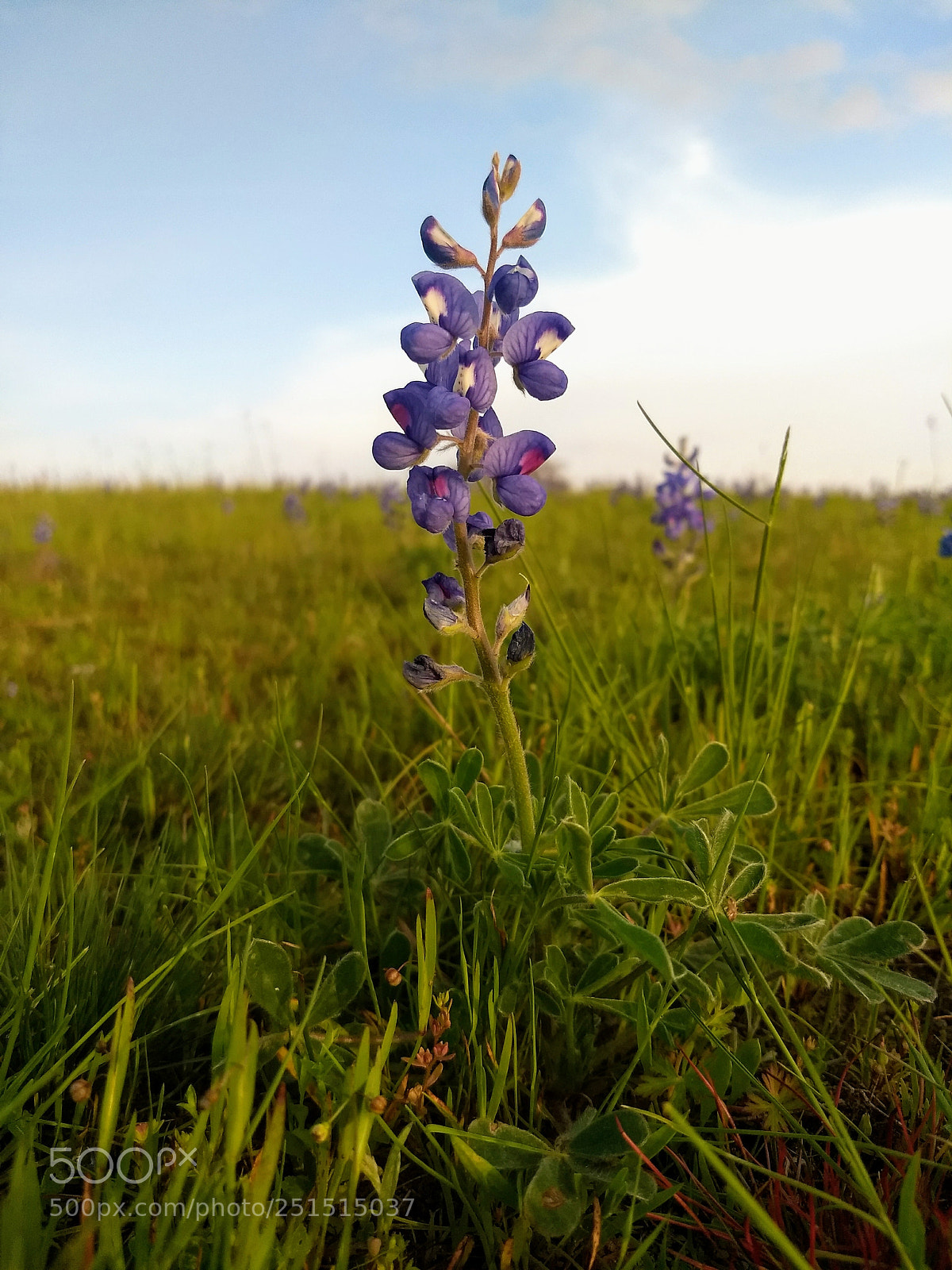 Motorola Moto G (5) Plus sample photo. It's springtime! photography
