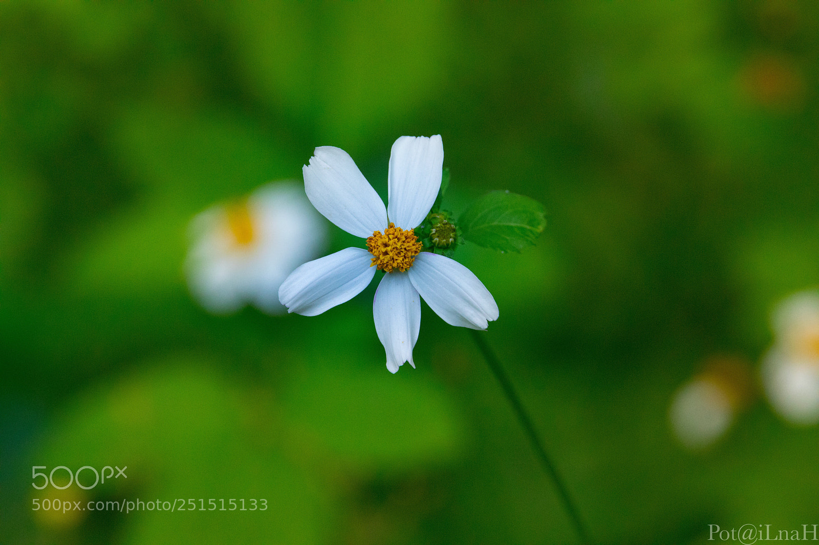 Canon EOS 5D Mark IV sample photo. Untitled photography
