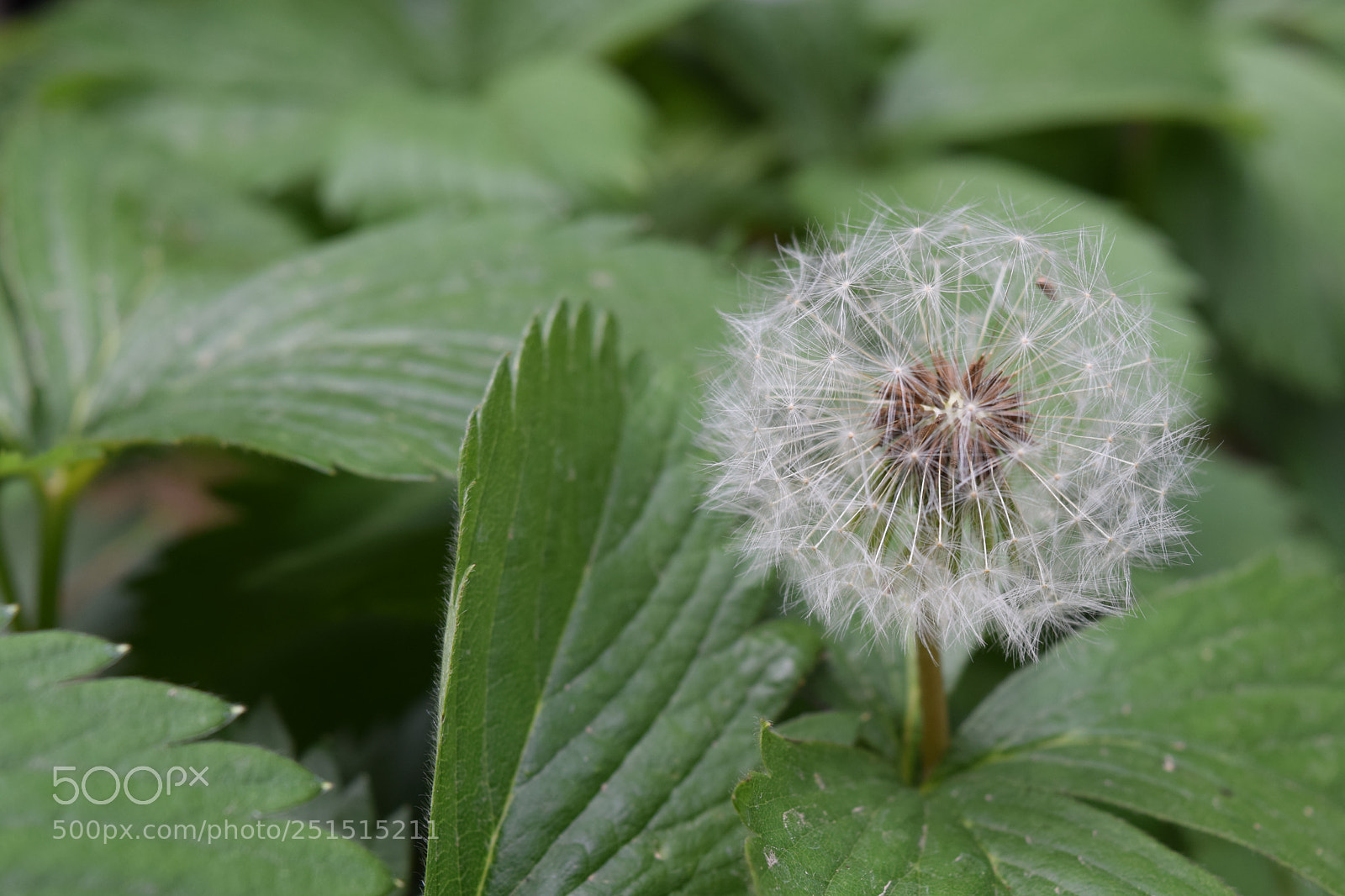 Nikon D3300 sample photo. Dsc photography