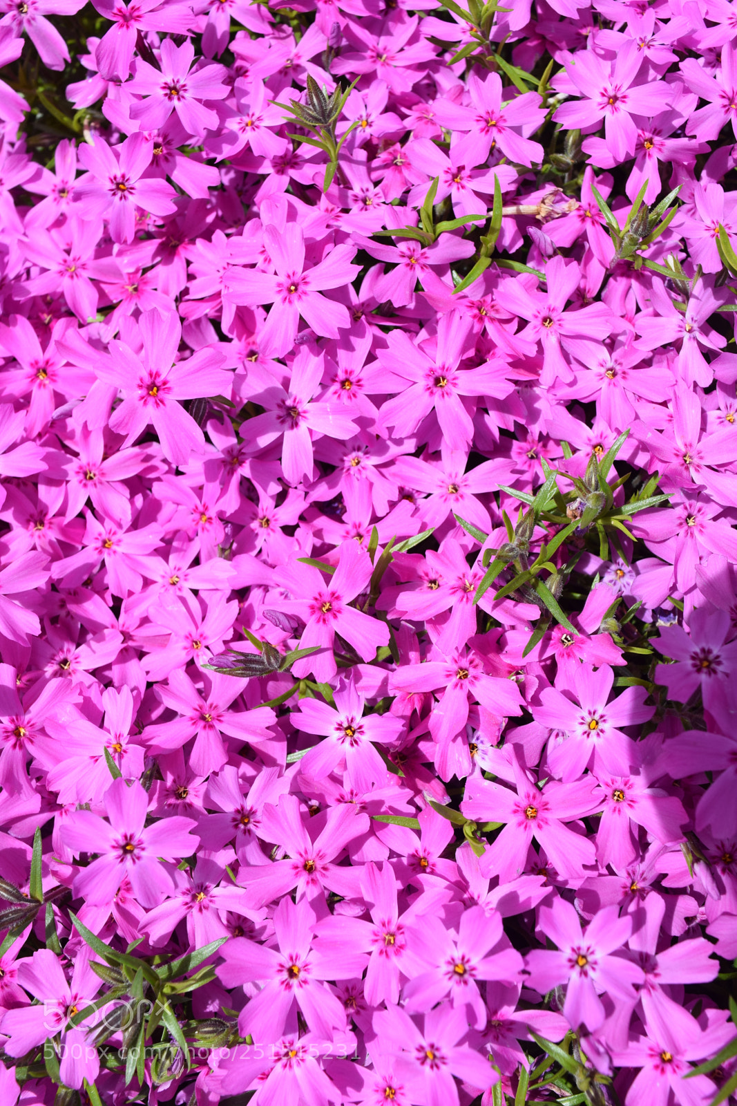 Nikon D3300 sample photo. Dsc photography