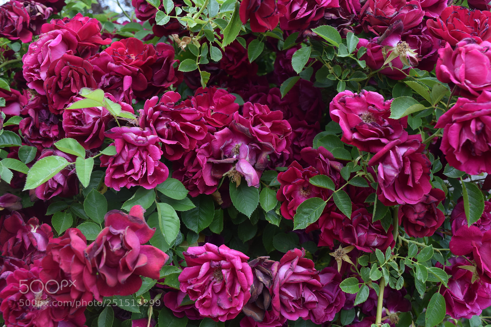 Nikon D3300 sample photo. Dsc photography
