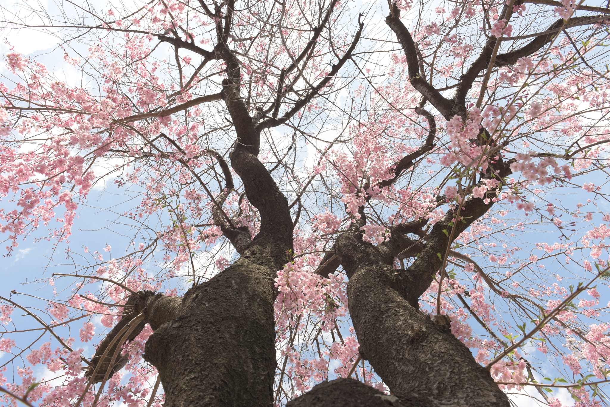 Nikon AF-S Nikkor 24-70mm F2.8G ED sample photo. Sakura photography
