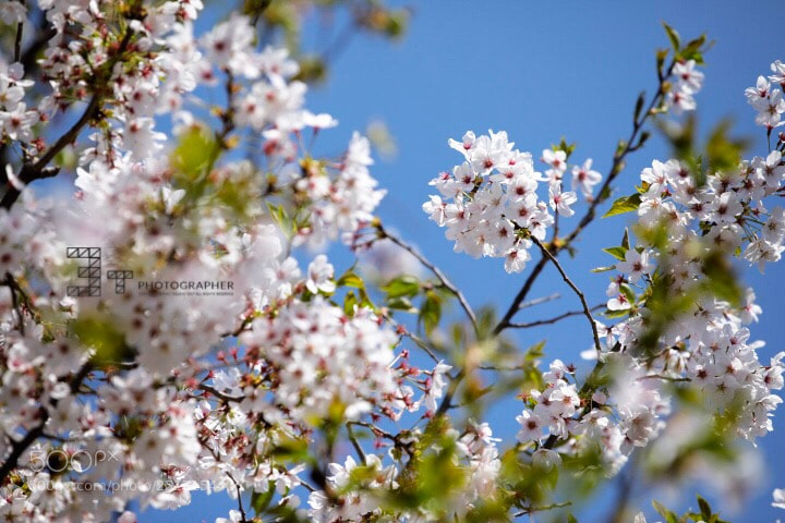 Canon EOS 5D Mark IV sample photo. Untitled photography