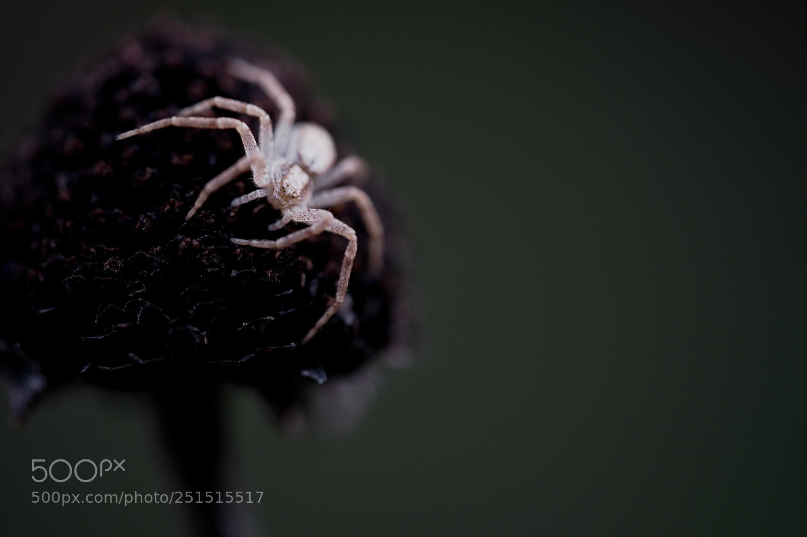 Fujifilm X-T2 sample photo. Spring spider photography