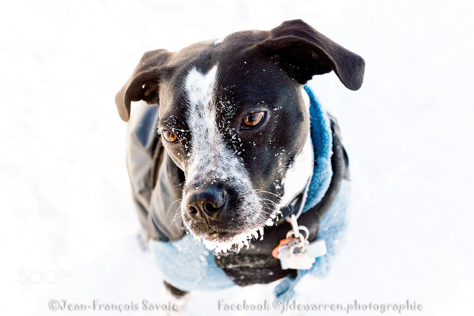 Nikon D610 sample photo. La belle phoebe qui photography
