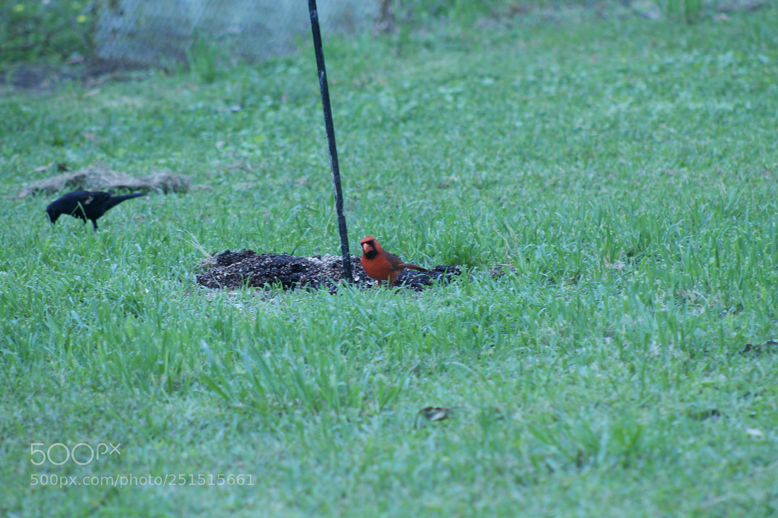 Canon EOS 1100D (EOS Rebel T3 / EOS Kiss X50) sample photo. Staring contest photography