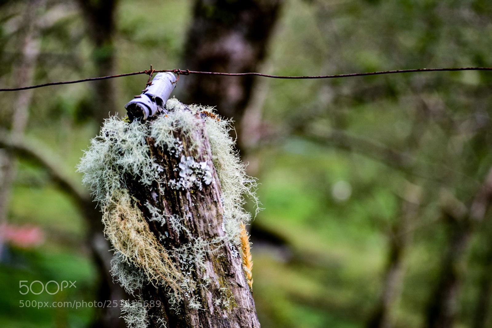 Nikon D5300 sample photo. Musgo! photography