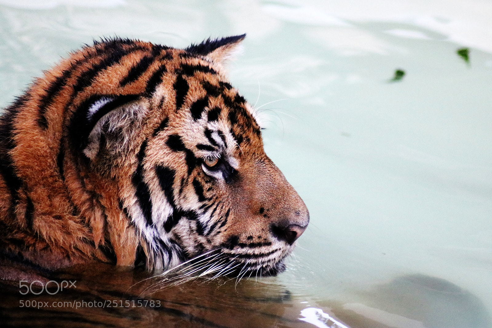 Canon EOS 750D (EOS Rebel T6i / EOS Kiss X8i) sample photo. Tiger photography