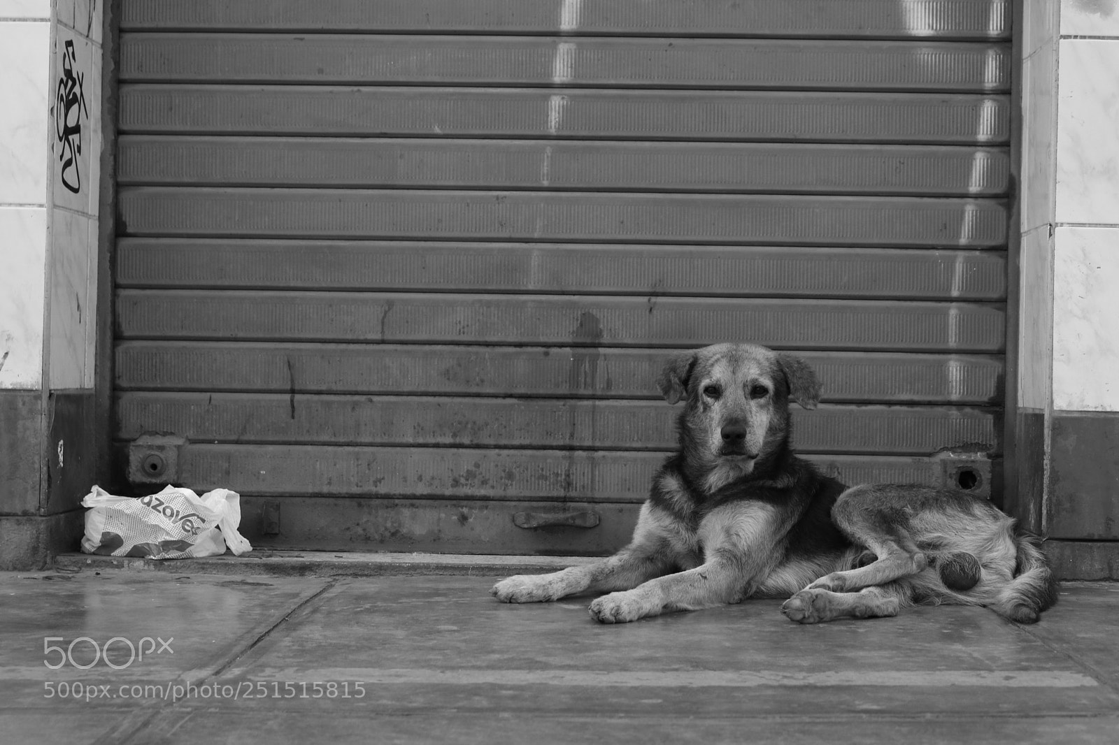Canon EOS 750D (EOS Rebel T6i / EOS Kiss X8i) sample photo. Perro callejero - lima photography