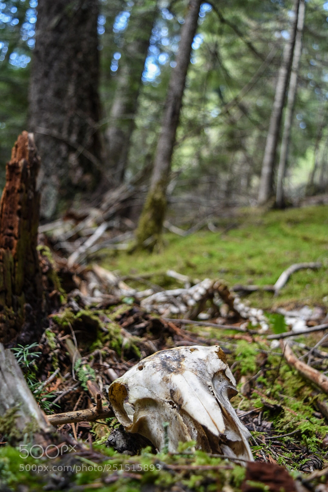 Nikon D7200 sample photo. Dear corpse photography