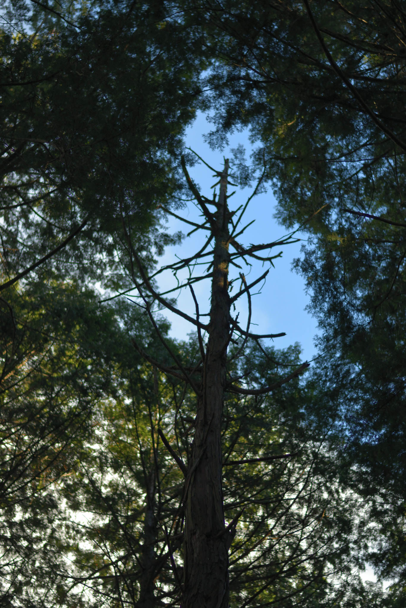 Nikon AF-S Nikkor 50mm F1.8G sample photo. A sky tree photography