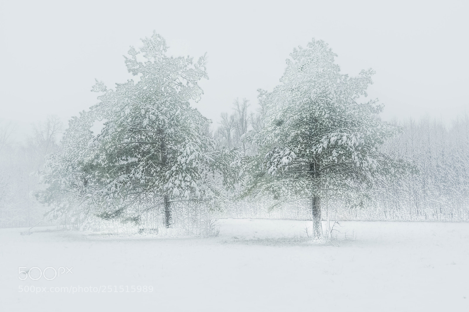 Nikon D5200 sample photo. Frozen photography