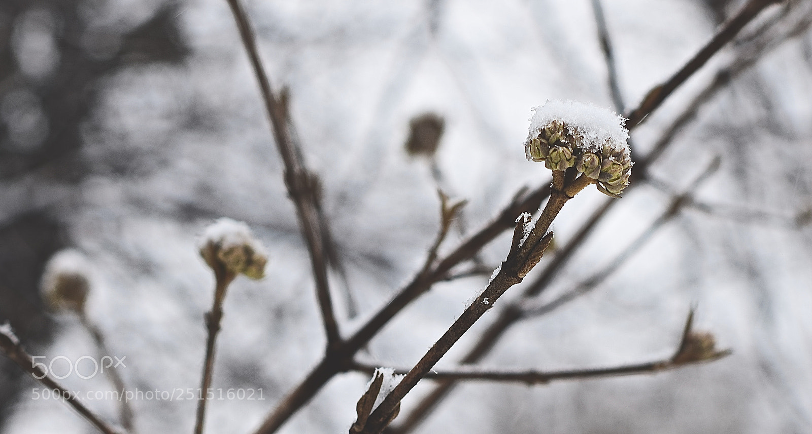 Nikon D5300 sample photo. Snow cap photography