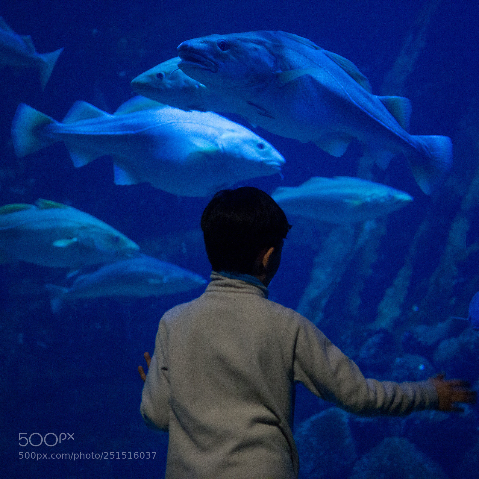 Canon EOS 5D Mark II sample photo. Fishtank photography