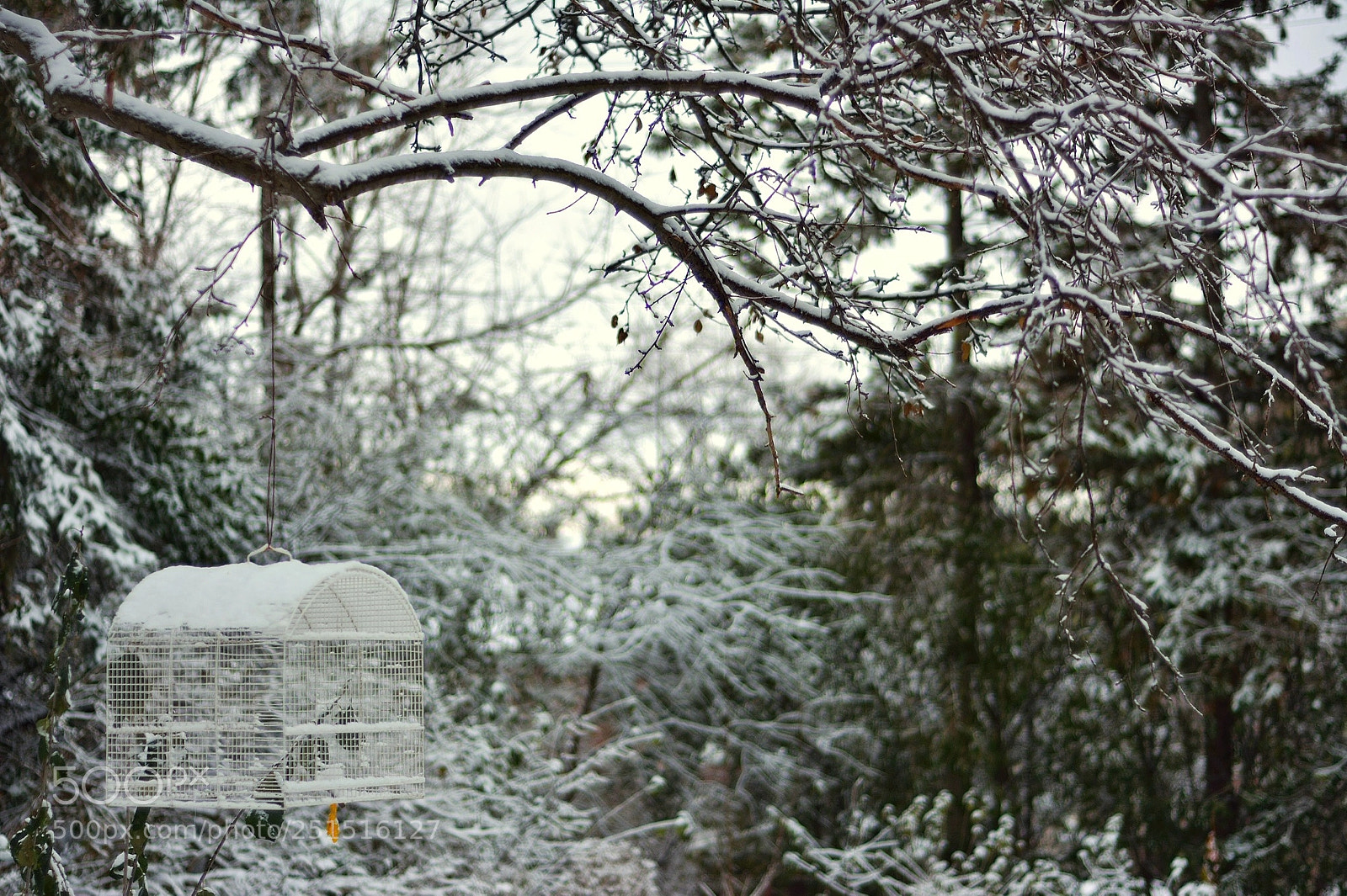 Nikon D7100 sample photo. The sound of winter photography