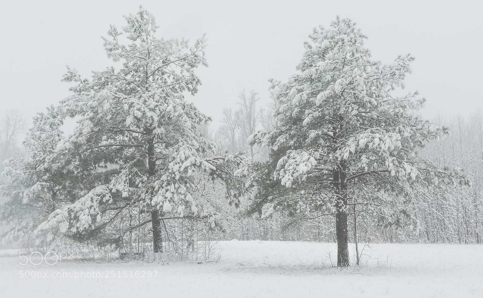 Nikon D5200 sample photo. Snow storm photography