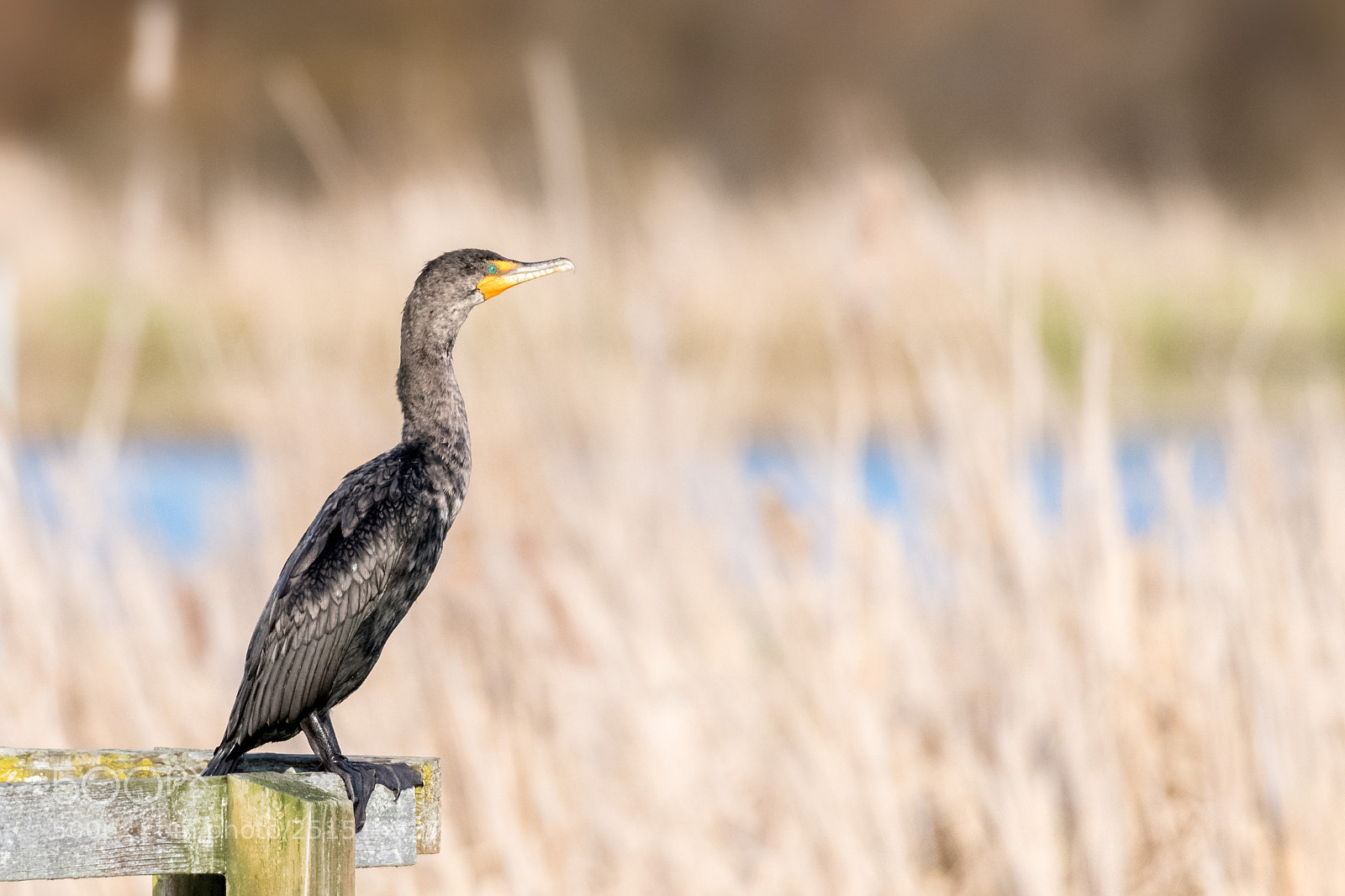 Nikon D850 sample photo. Cormorant photography