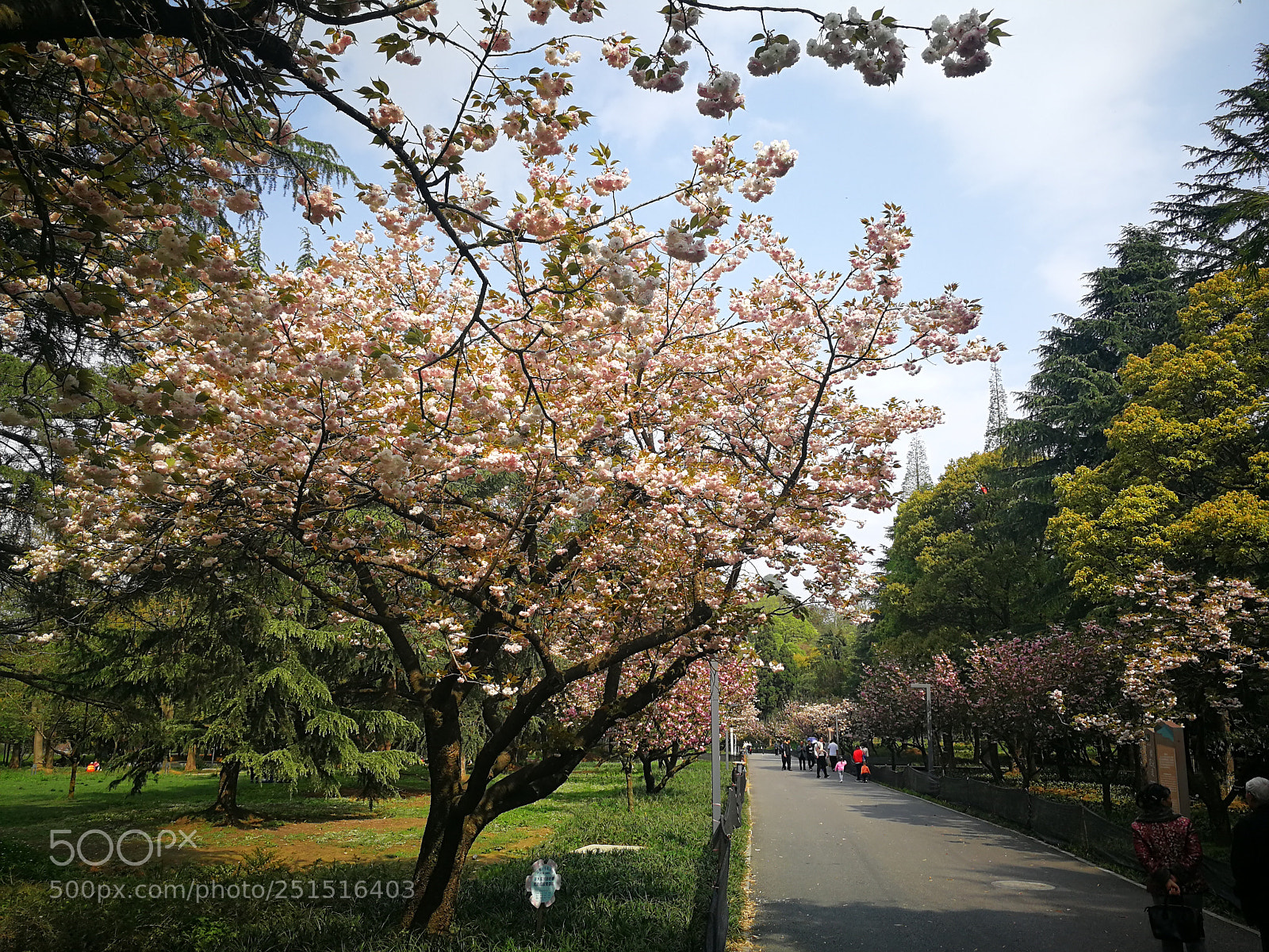 HUAWEI P10 sample photo. Untitled photography
