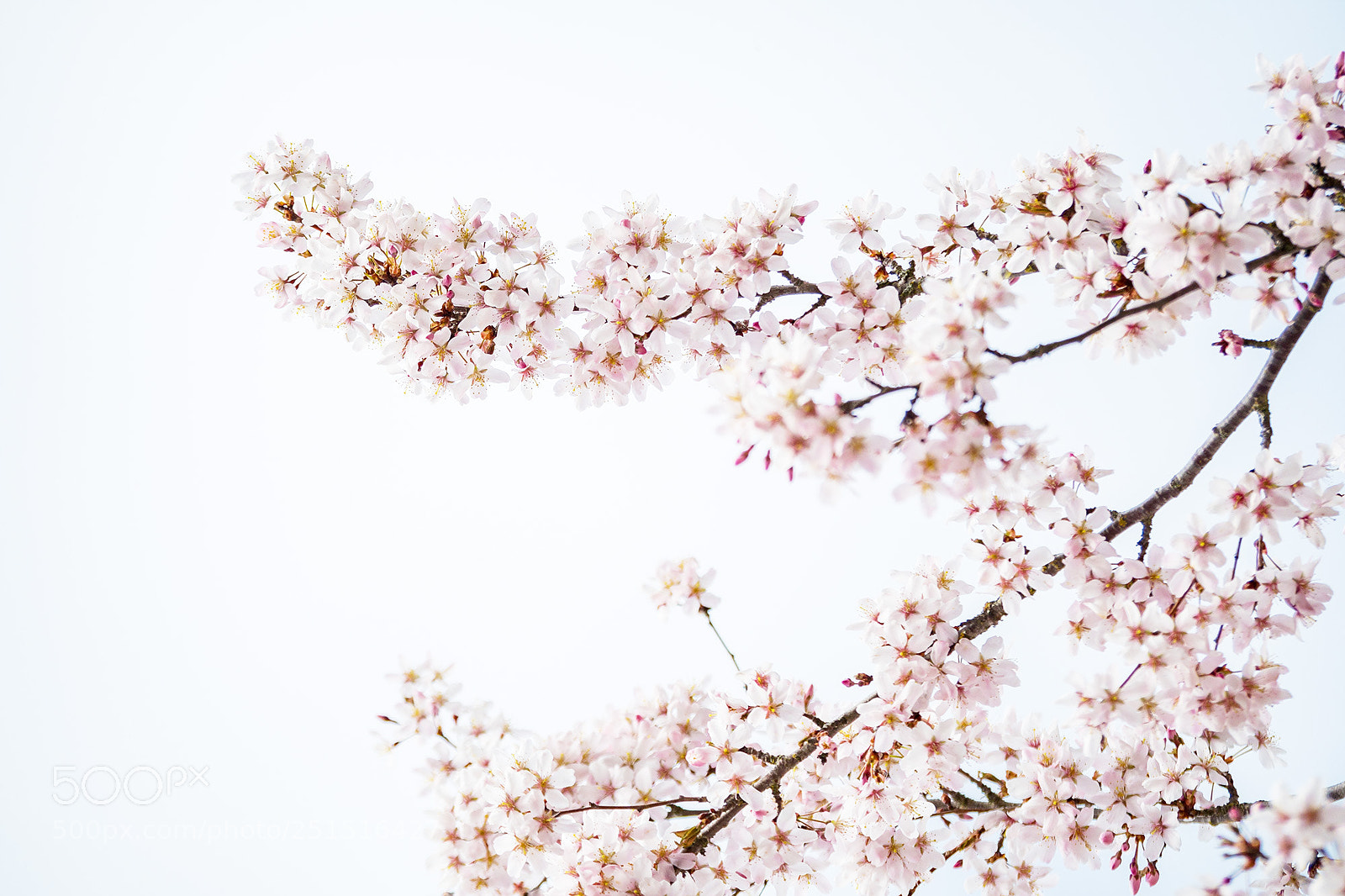 Olympus OM-D E-M5 II sample photo. High-key cherry blossom photography