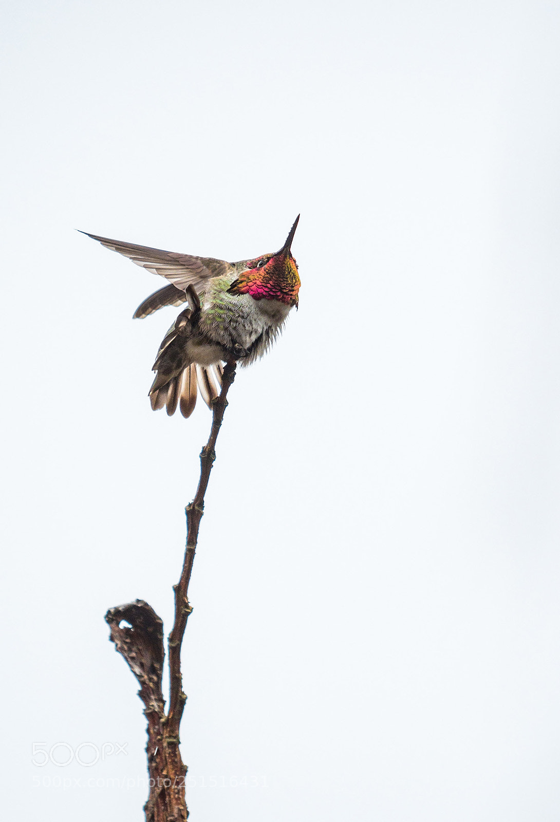 Olympus OM-D E-M5 II sample photo. Hummingbird photography