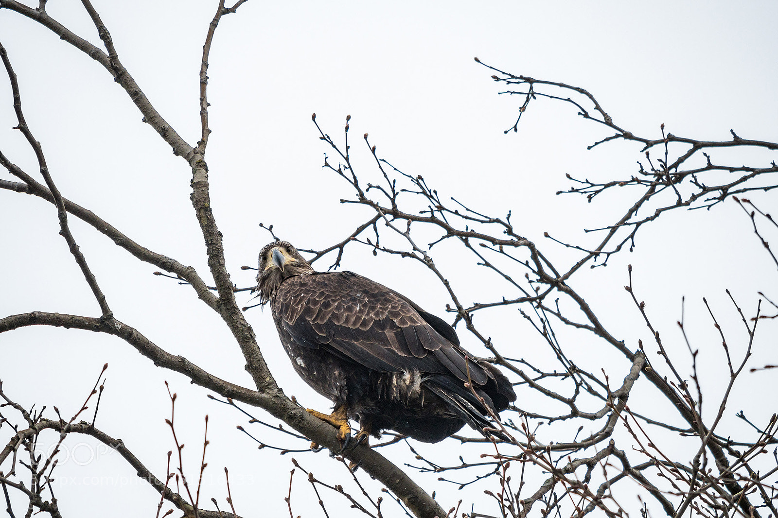 Olympus OM-D E-M5 II sample photo. Don't stare my butt photography