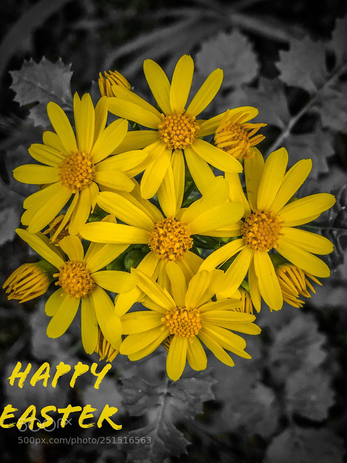 Apple iPhone 7 Plus sample photo. Flower-happy easter photography