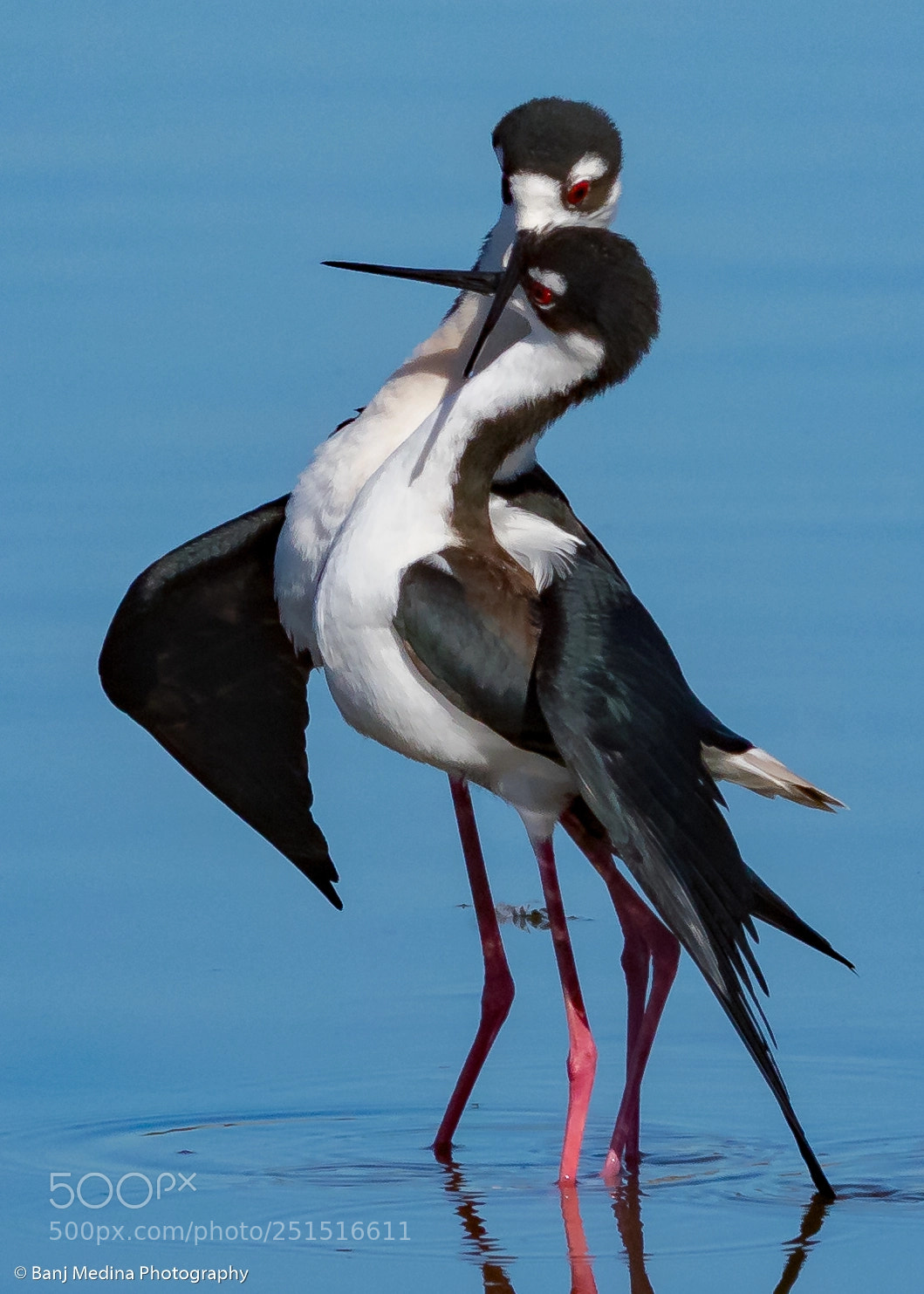 Nikon D500 sample photo. Black necked stilt photography
