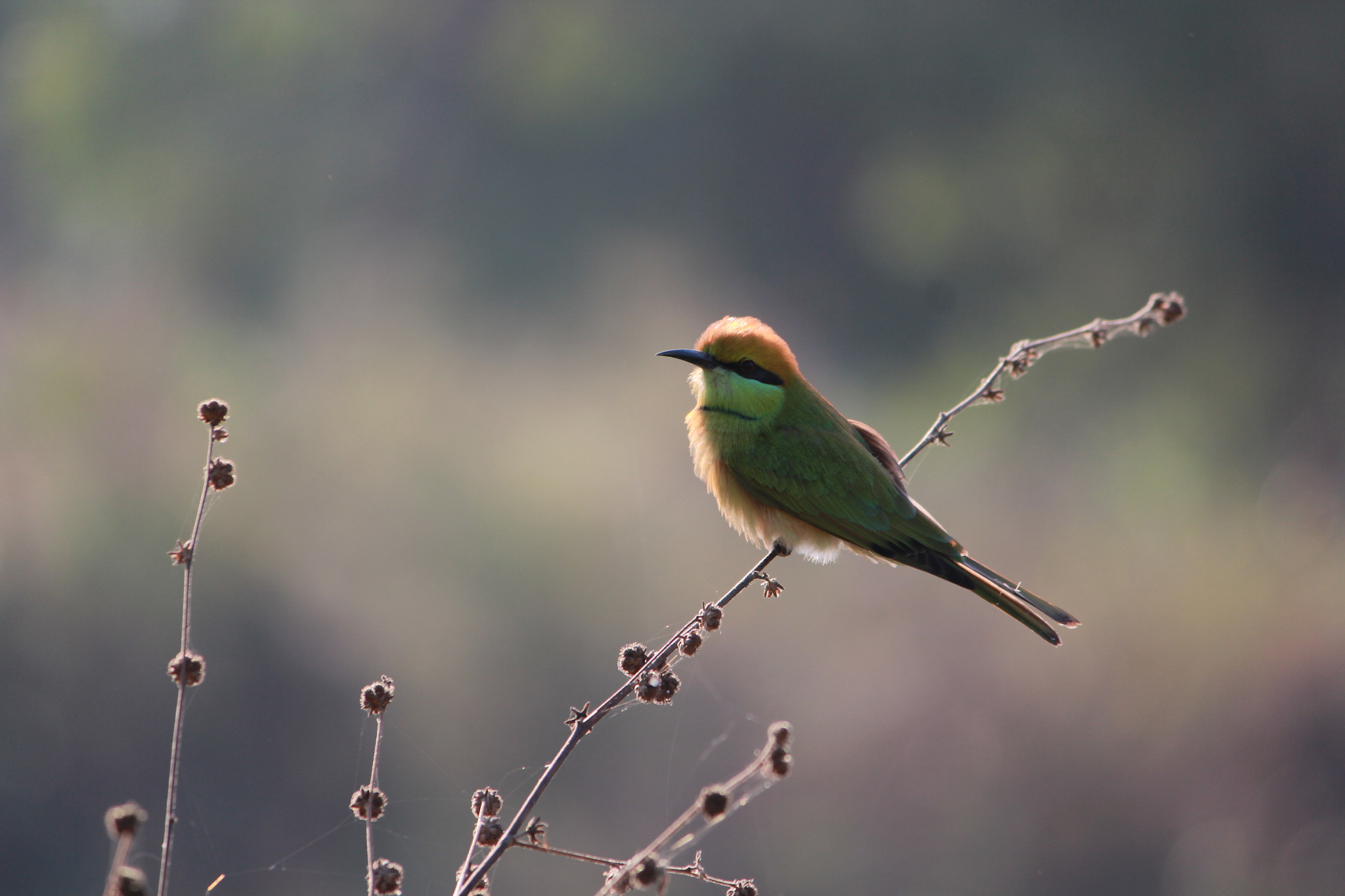Canon EF-S 55-250mm F4-5.6 IS II sample photo. Bee eater photography
