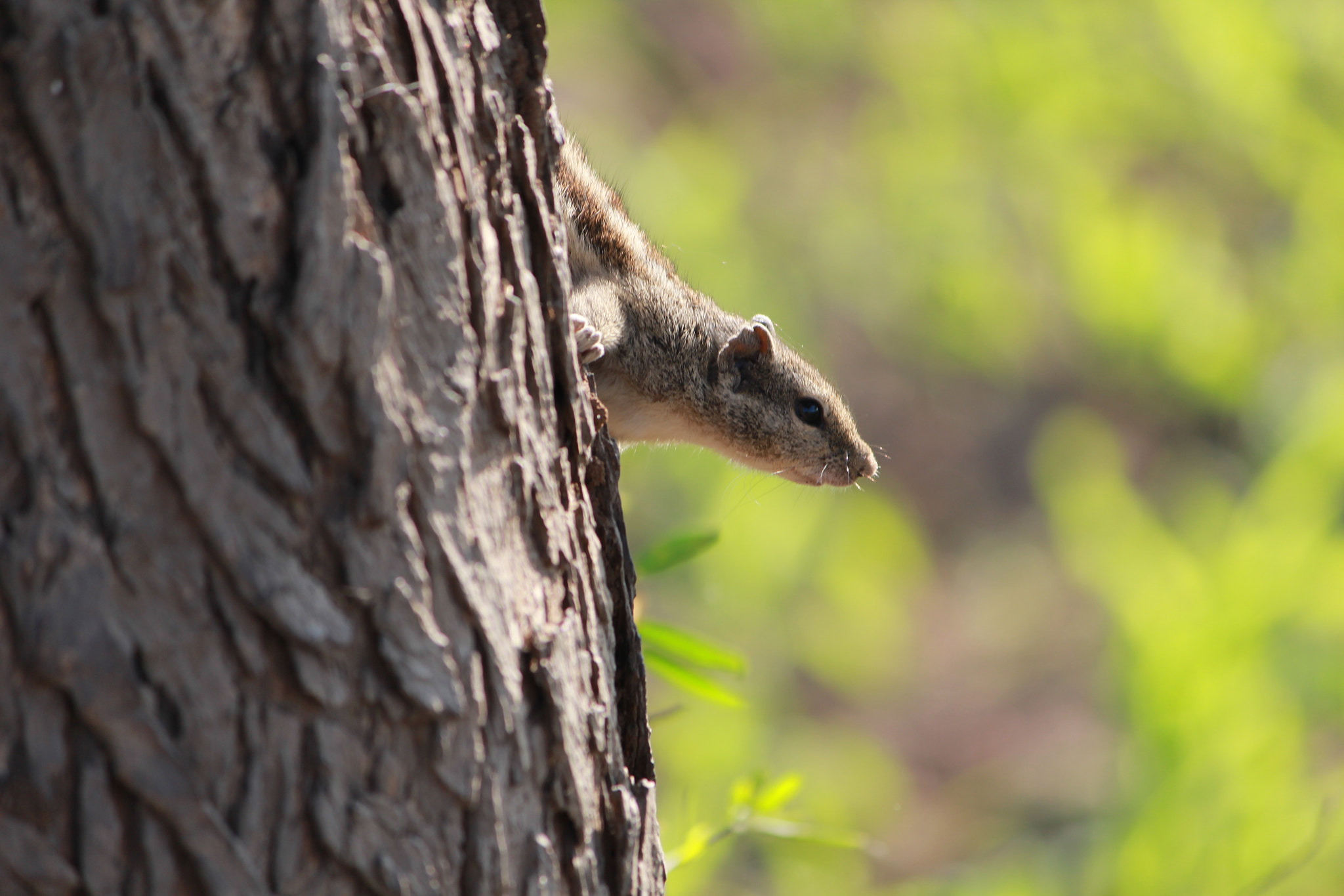 Canon EOS 60D sample photo. Peeking squirrel photography