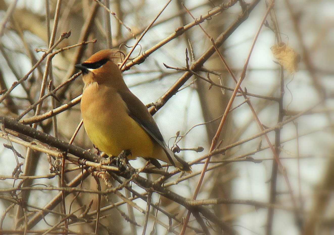 Canon EF-S 55-250mm F4-5.6 IS sample photo. Cedar waxwing photography
