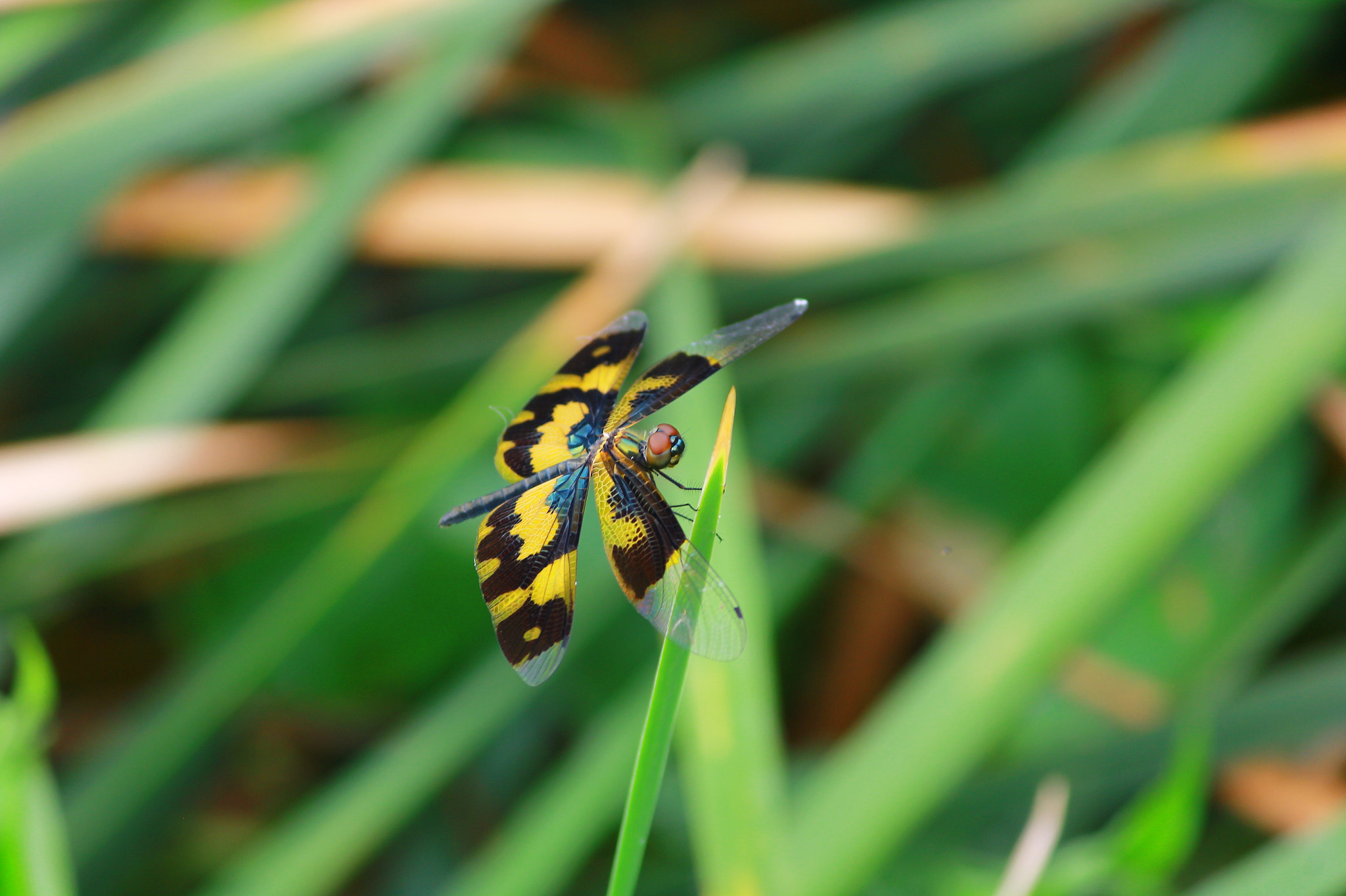 Canon EF-S 55-250mm F4-5.6 IS II sample photo. Dragon fly photography