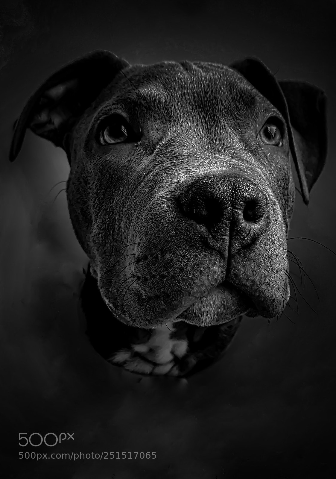 Apple iPhone 7 sample photo. Pitbull puppy photography