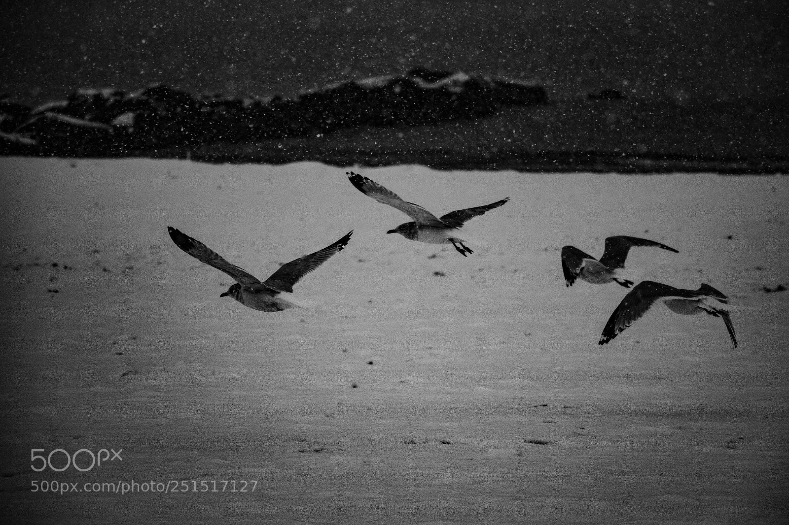 Canon EOS 70D sample photo. Black and white photography