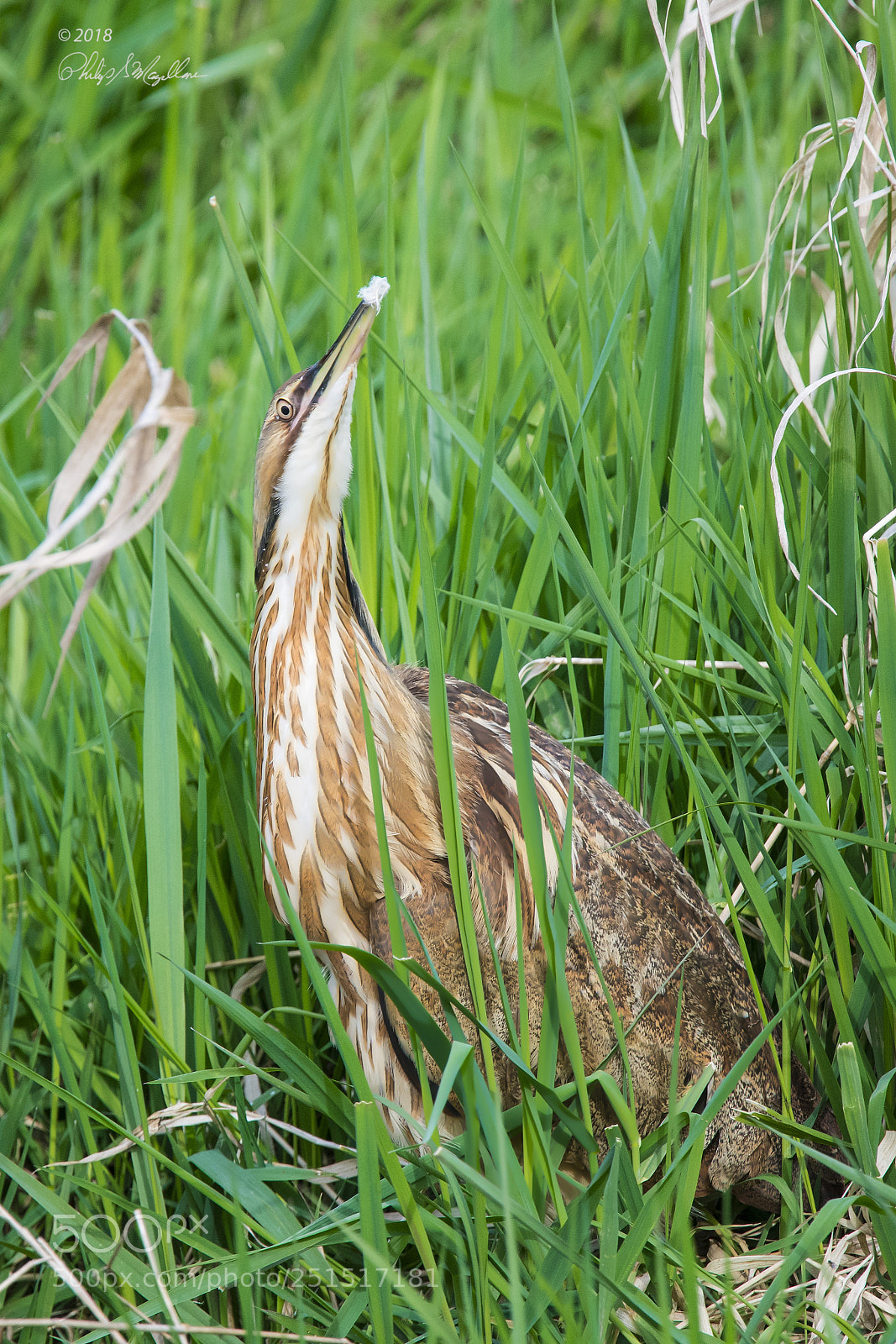 Nikon D500 sample photo. American bittern pose photography
