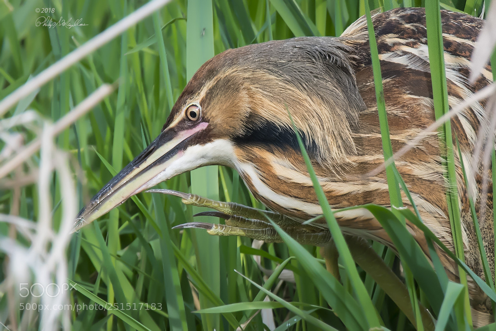 Nikon D500 sample photo. American bittern scratch photography