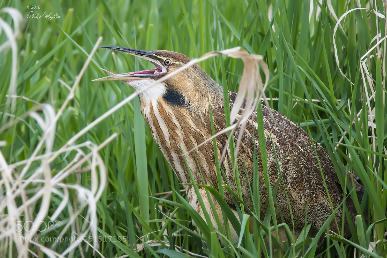 Nikon D500 sample photo. American bittern yawn photography