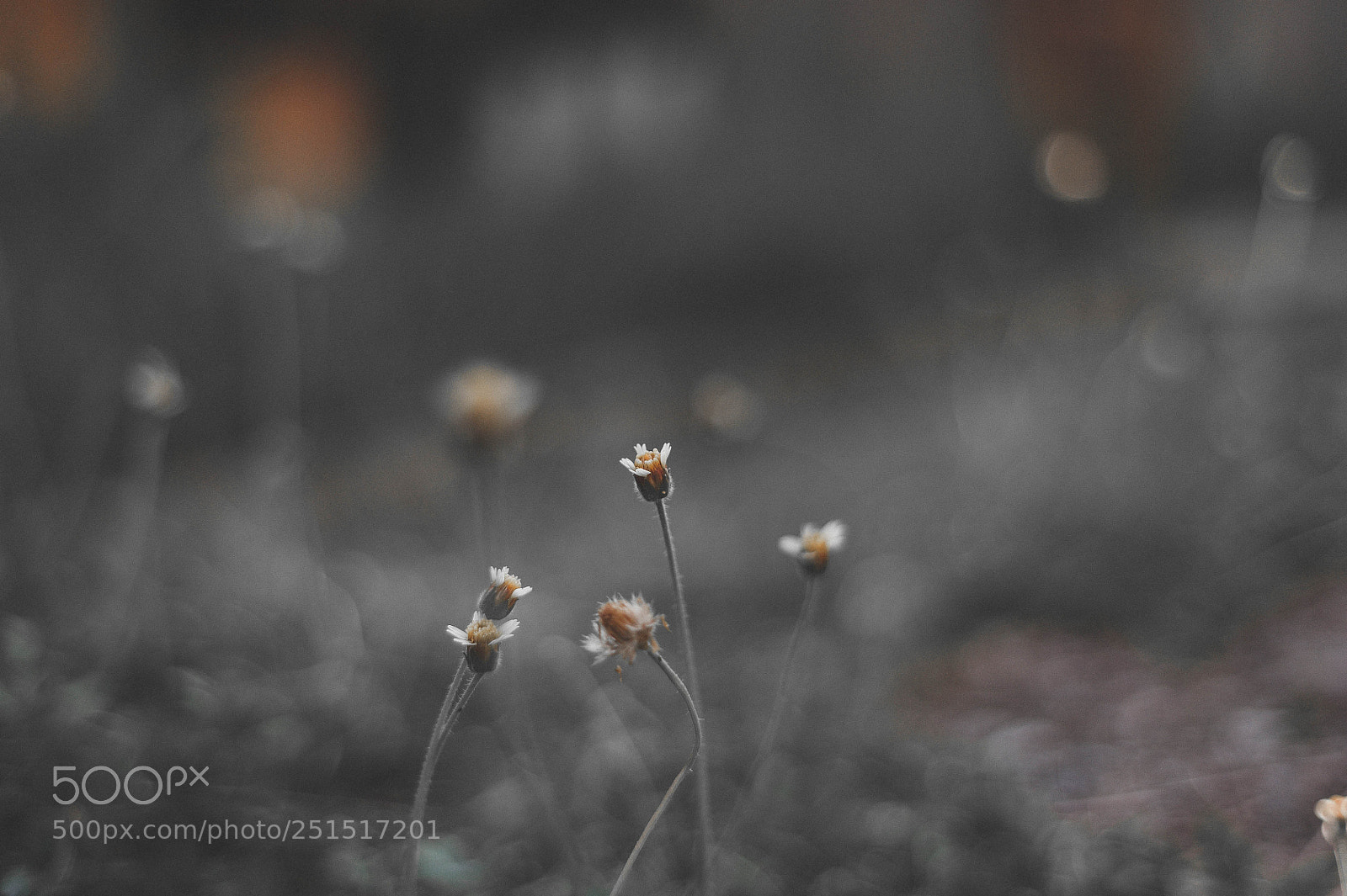 Nikon D700 sample photo. Flowers photography