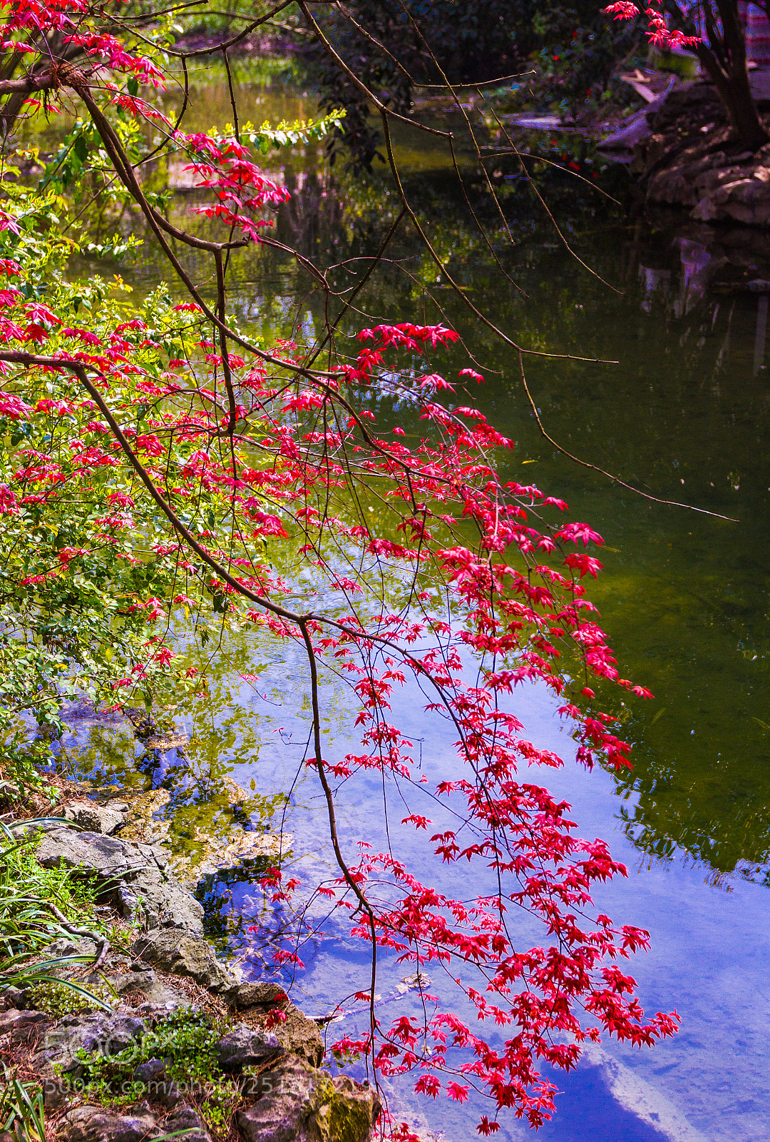 Canon EOS 7D sample photo. 红叶 photography
