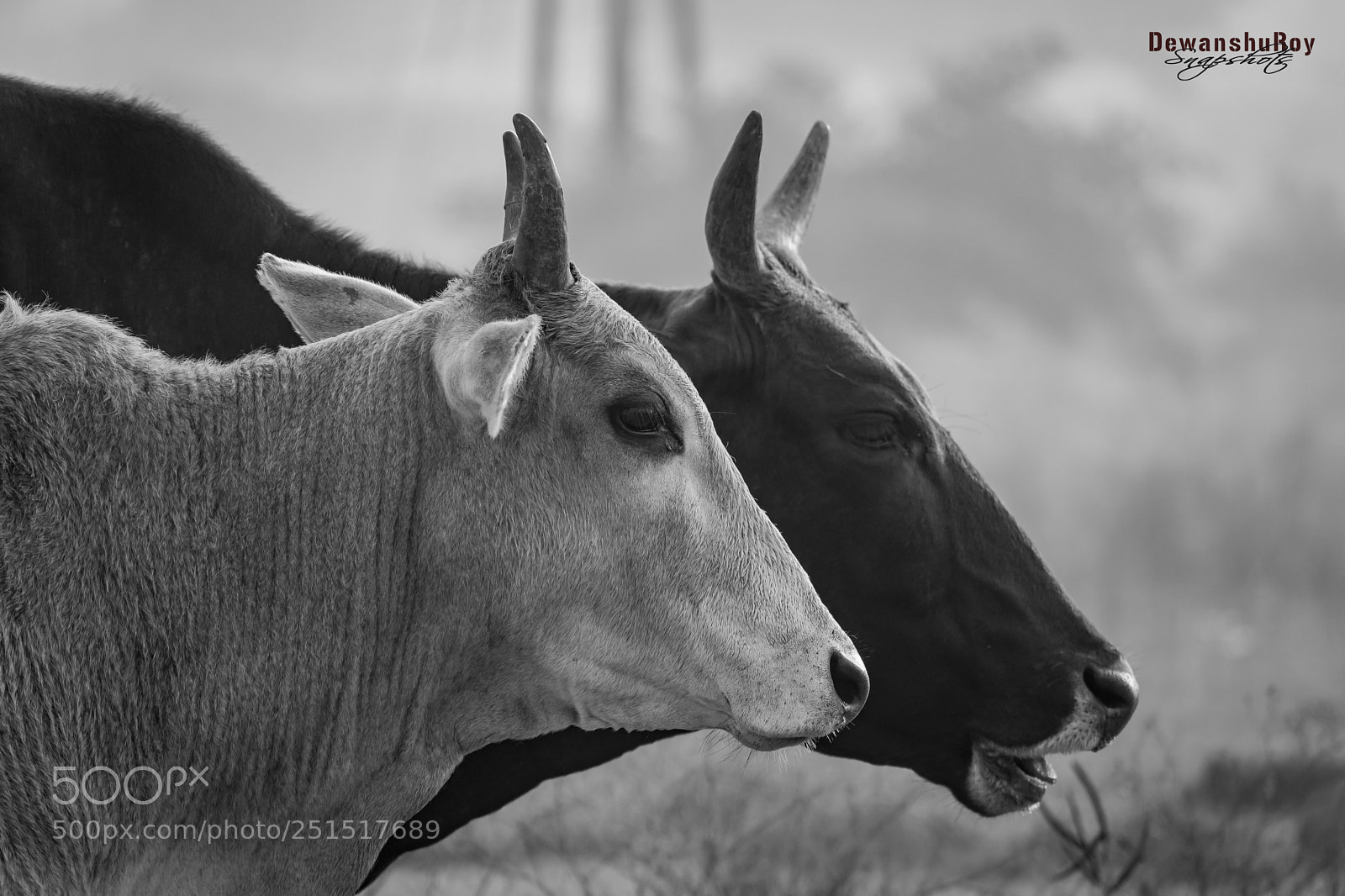 Nikon D3300 sample photo. Dewanshuroy 3 photography