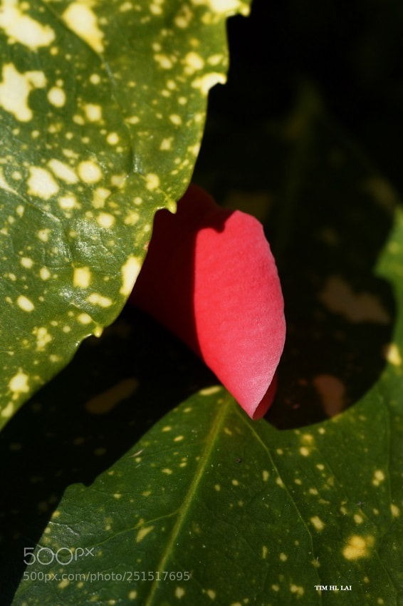 Sony SLT-A77 sample photo. Red hear photography