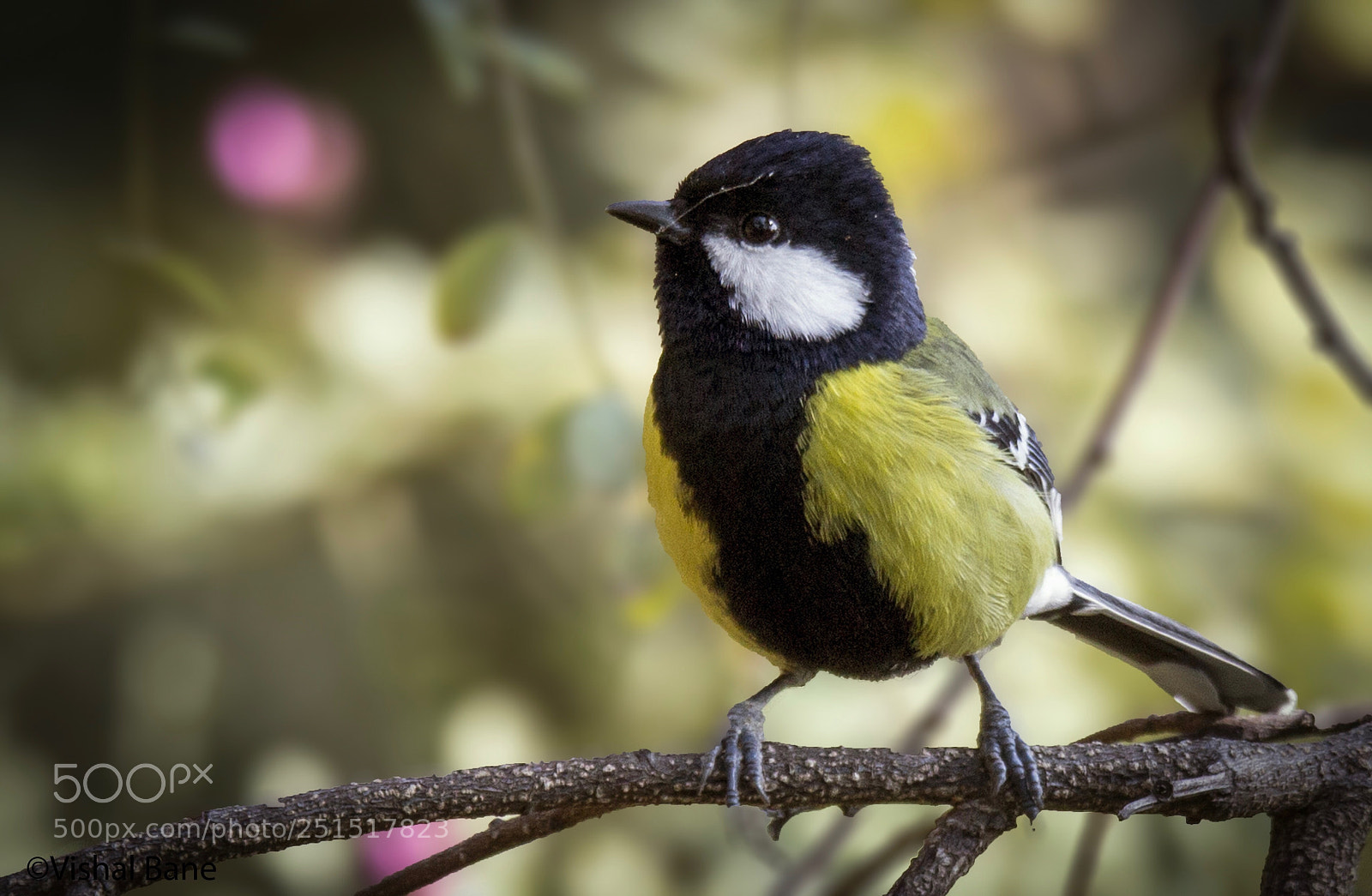 Canon EOS 600D (Rebel EOS T3i / EOS Kiss X5) sample photo. Great tit photography