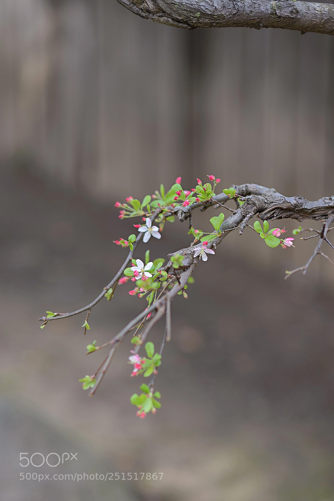 Nikon D610 sample photo. Look at me photography